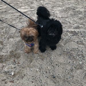 Meet your Posher, Wayne